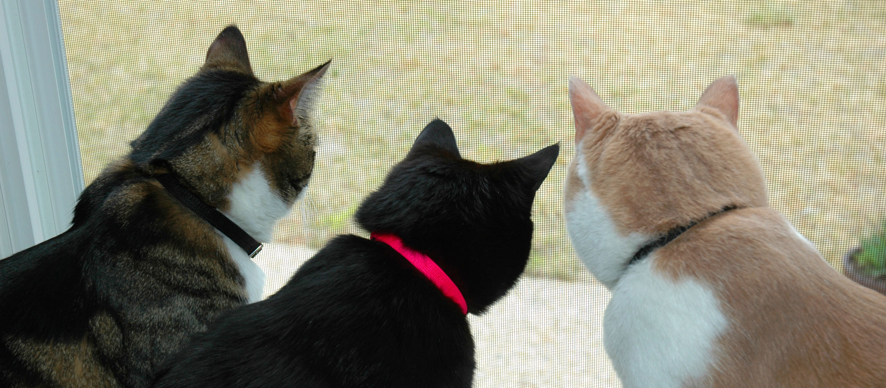 Window Cats